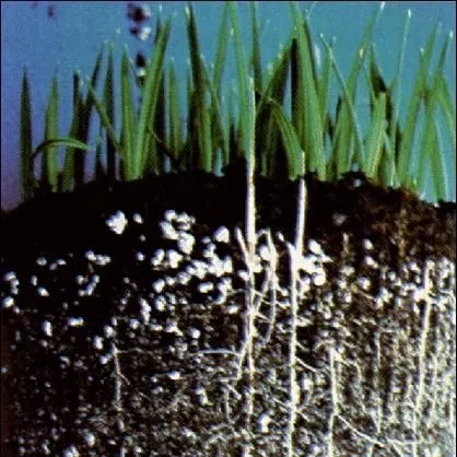 thumbnail for publication: Palm Seed Germination